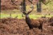 1200px-Red_Deer_Stag
